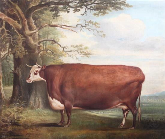 Thomas Weaver (1774-1843) Naive study of a prize cow in a landscape 25 x 30in.
